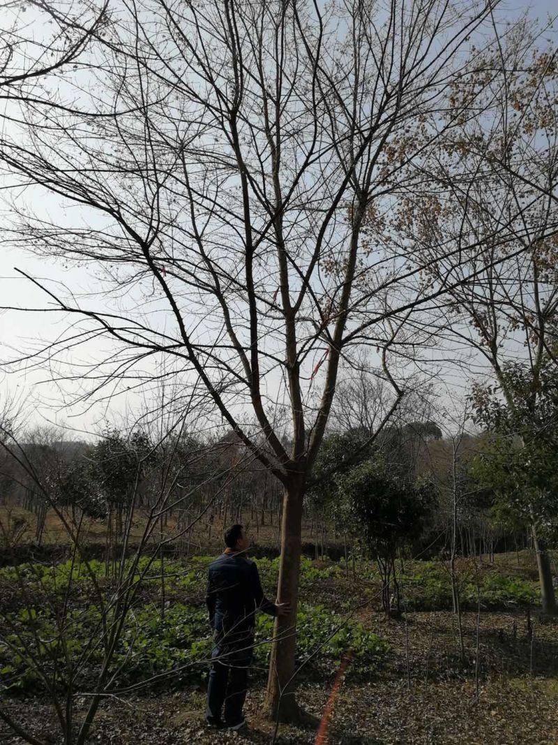 三角枫树基地直发三角枫苗木直供一手货源各种规格
