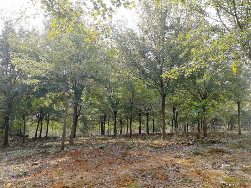 三角枫树基地直发三角枫苗木直供一手货源各种规格
