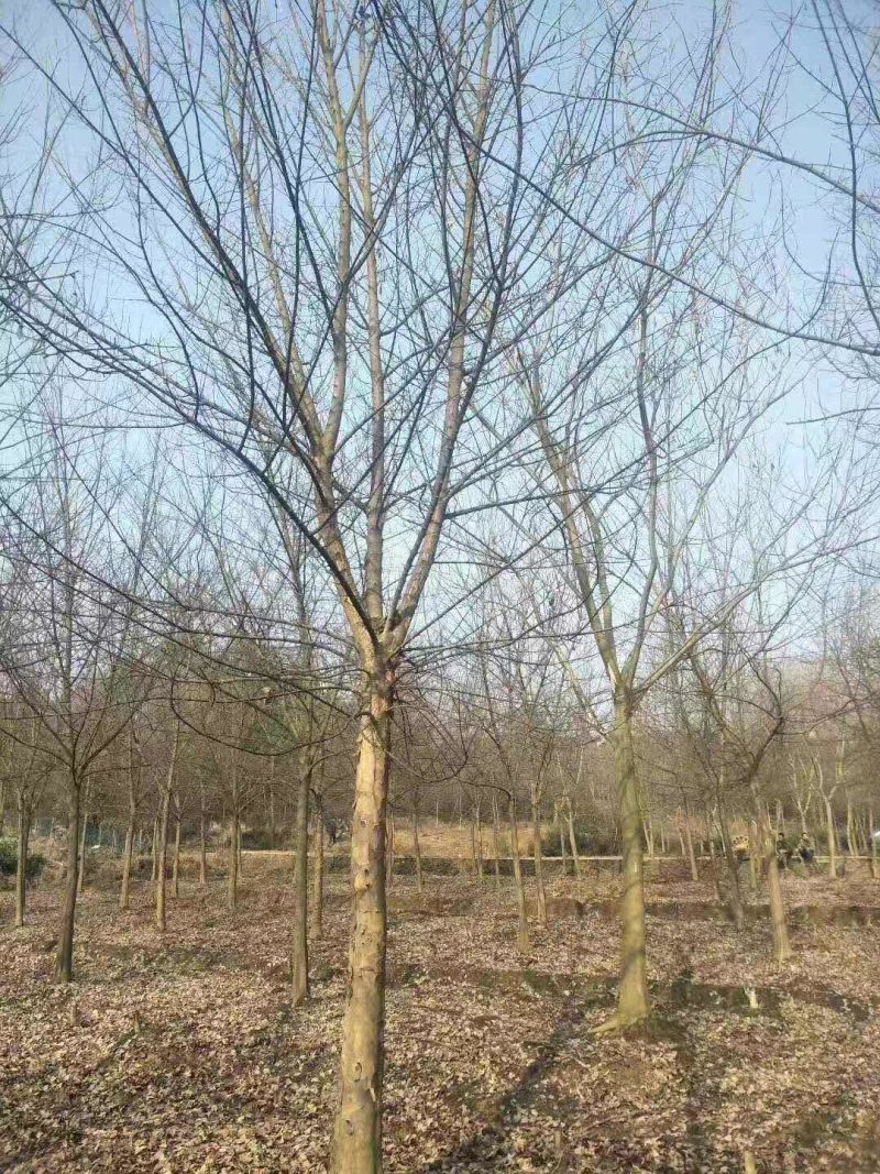 三角枫树基地直发三角枫苗木直供一手货源各种规格