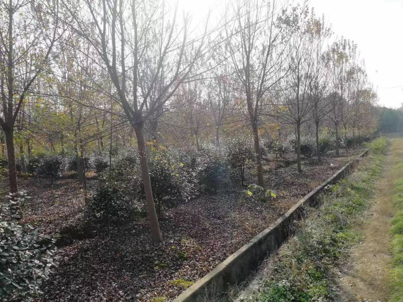 三角枫树基地直发三角枫苗木直供一手货源各种规格