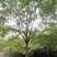 三角枫树基地直发三角枫苗木直供一手货源各种规格