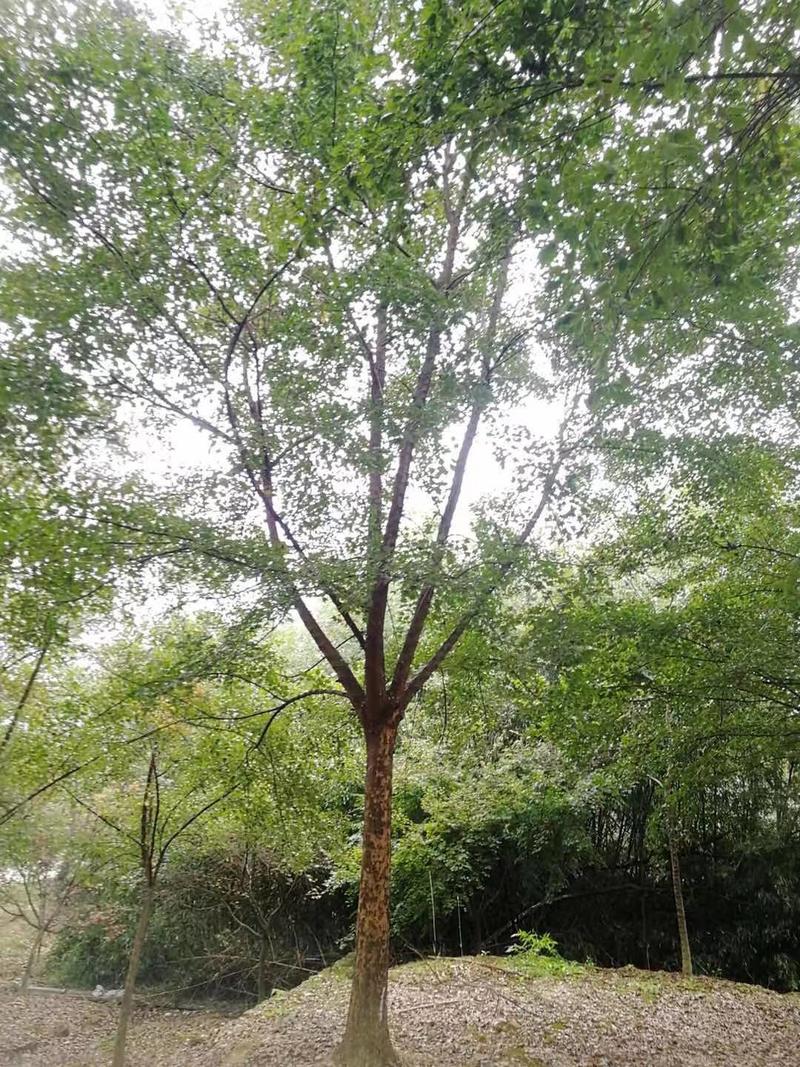 三角枫树基地直发三角枫苗木直供一手货源各种规格