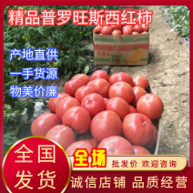 【荐】西红柿普罗旺斯西红柿安徽西红柿酸甜可口都是精品货