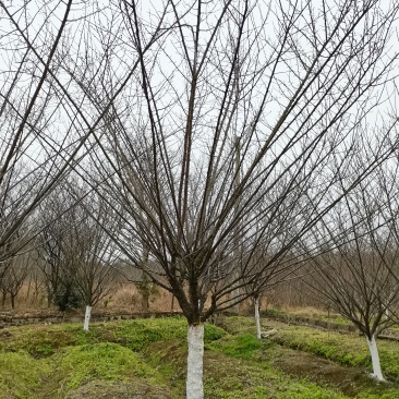 5-40公分原生红梅耐寒生存率高保证质量支持视频看货