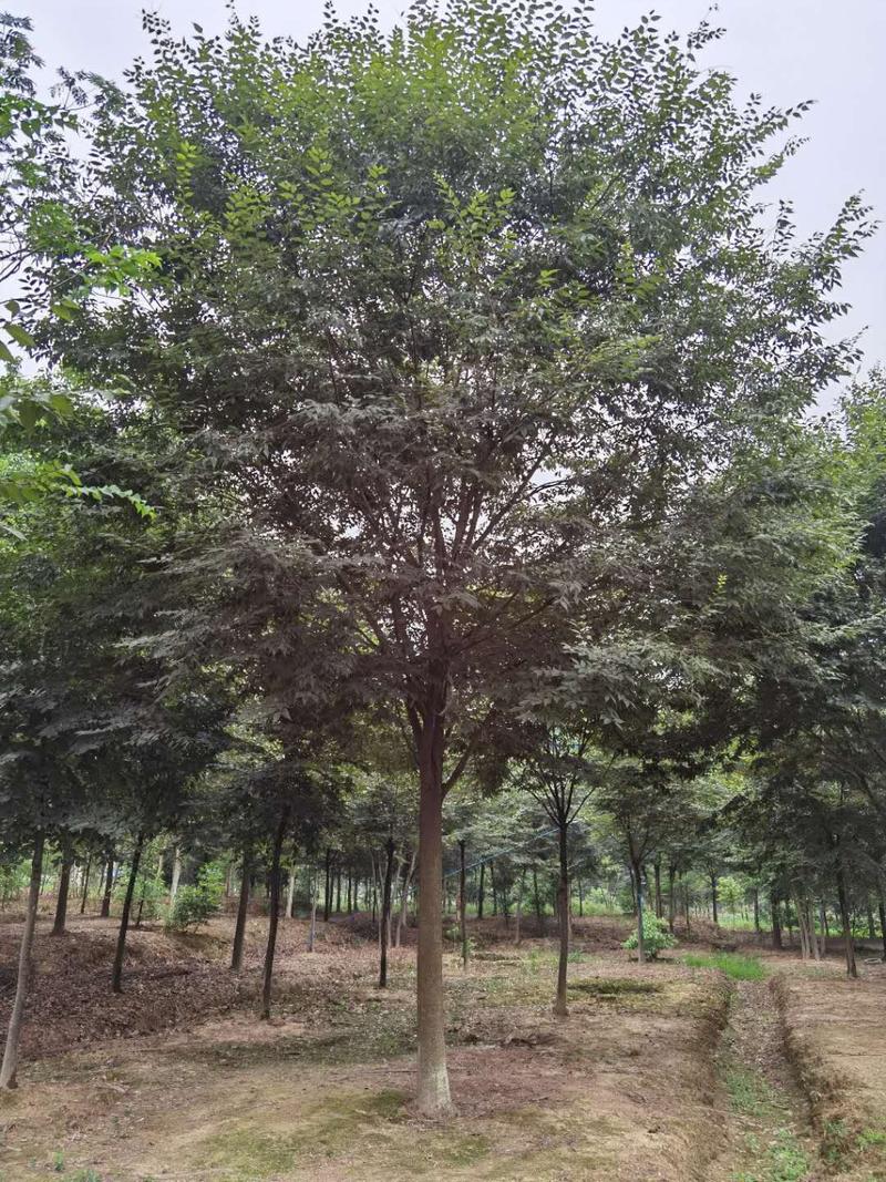 榉树15公分绿化精品榉树苗现挖现发保证质量