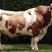 西门塔尔牛犊育肥改良肉牛活体繁殖肉牛鲁西黄牛牛苗活体
