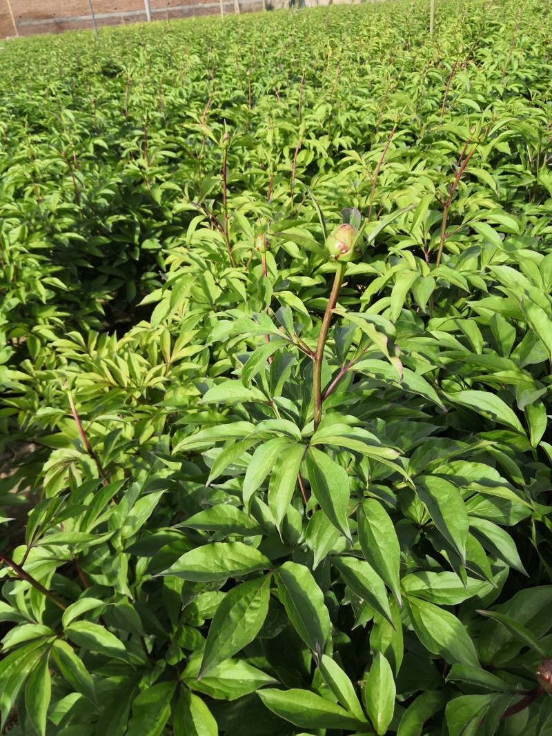芍药鲜切花