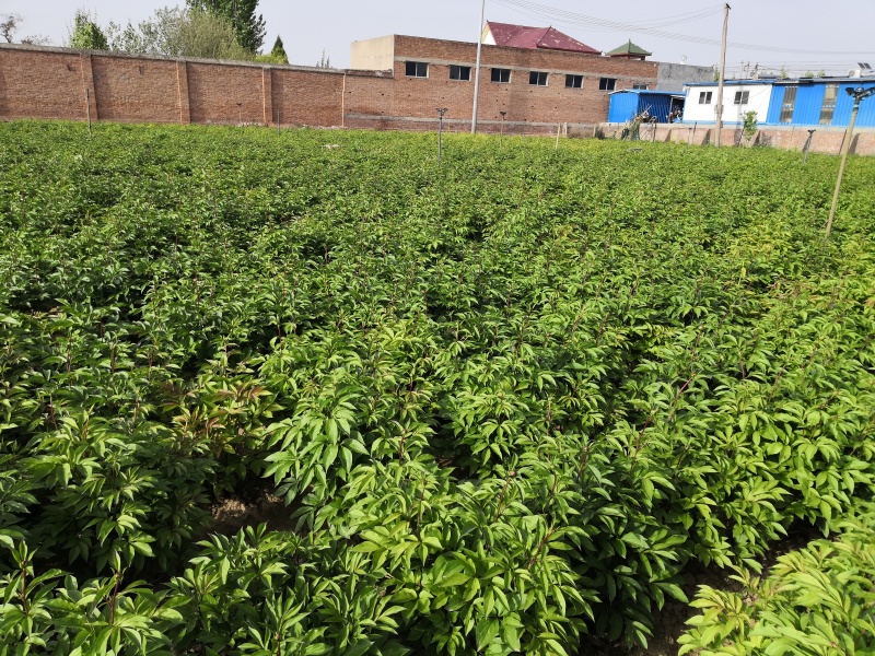 芍药鲜切花