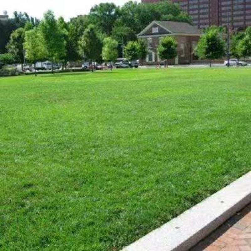 紫羊茅草种冷季型草坪种子庭院草坪道路护坡固堤保土量大优