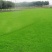 紫羊茅草种冷季型草坪种子庭院草坪道路护坡固堤保土量大优