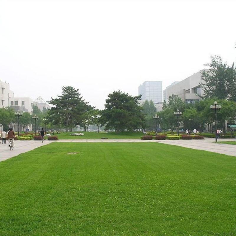 紫羊茅草种冷季型草坪种子庭院草坪道路护坡固堤保土量大优
