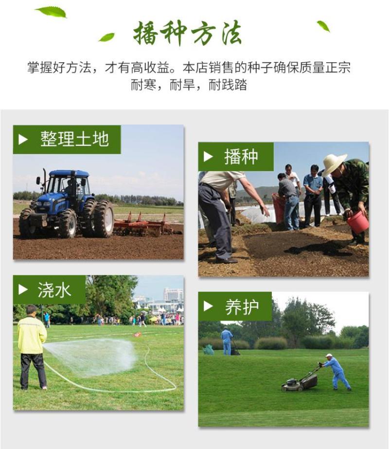 紫羊茅草种冷季型草坪种子庭院草坪道路护坡固堤保土量大优