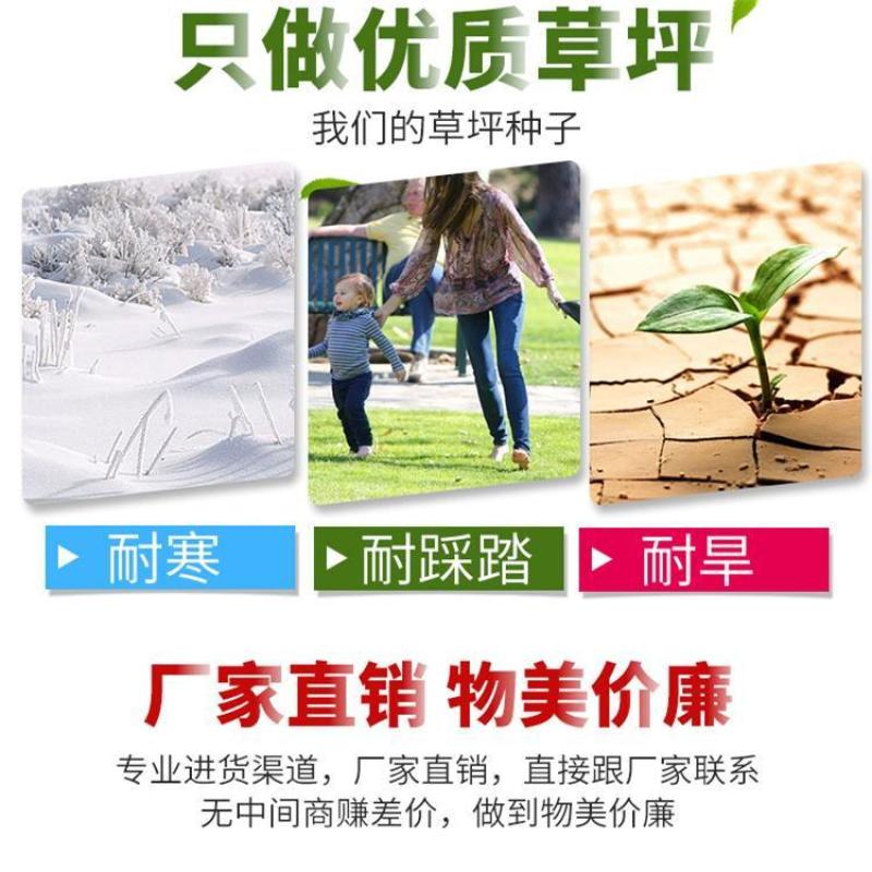 紫羊茅草种冷季型草坪种子庭院草坪道路护坡固堤保土量大优