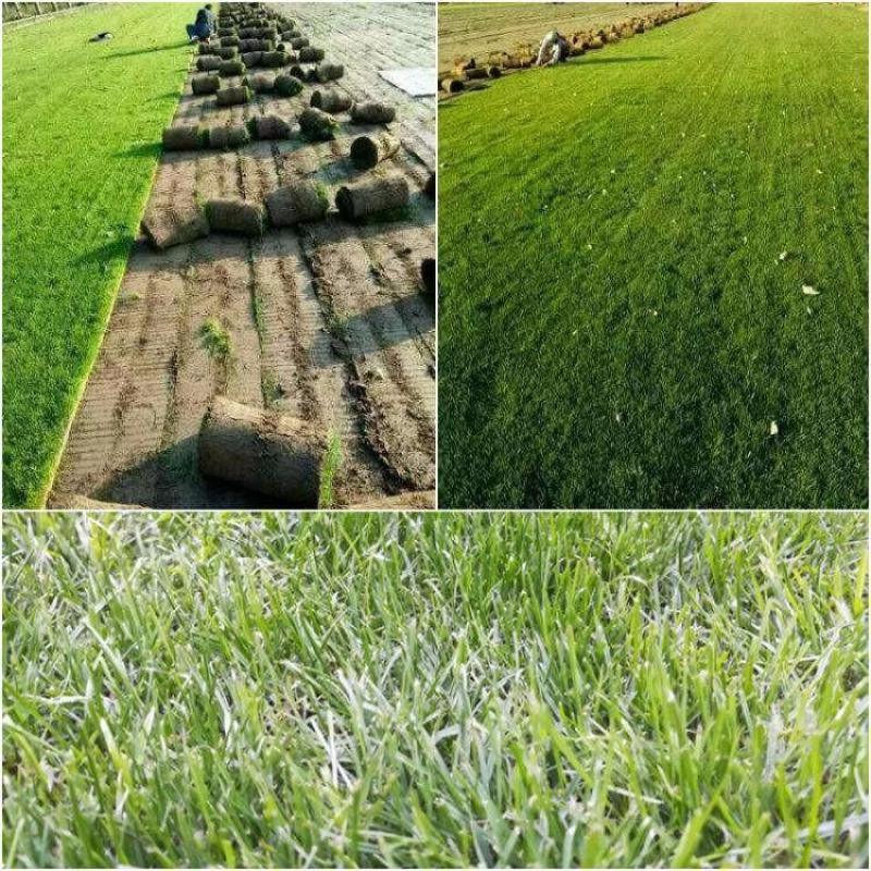 百慕大种子批发零售园林绿化护坡草坪固土固沙防塌量大优惠