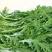 山东优质茼蒿现货供应产地直供欢迎咨询选购