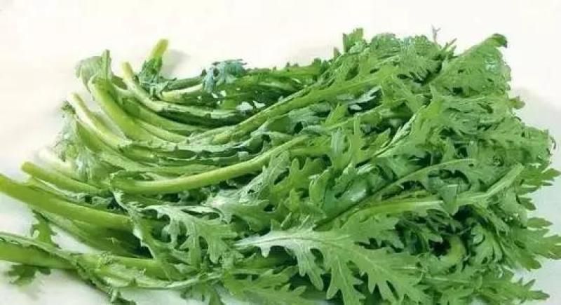山东优质茼蒿现货供应产地直供欢迎咨询选购