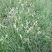 野牛草草种草坪种子固坡护土耐旱耐寒种子低价直发量大优惠