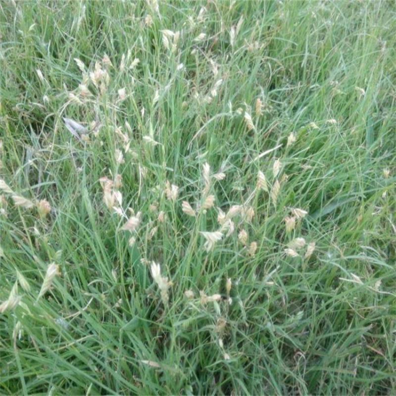 野牛草草种草坪种子固坡护土耐旱耐寒种子低价直发量大优惠