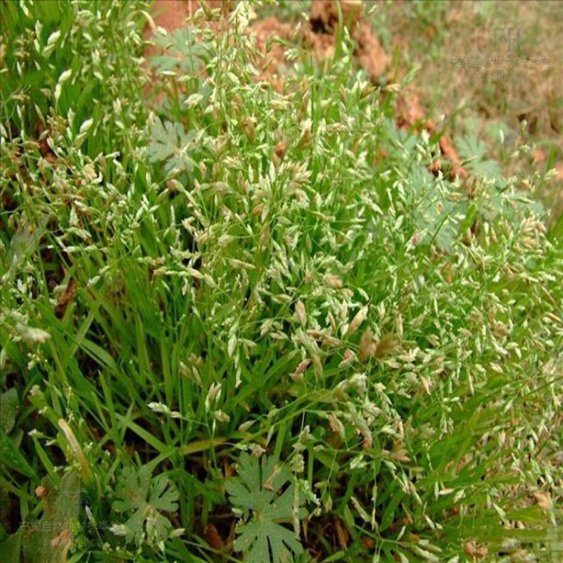 野牛草草种草坪种子固坡护土耐旱耐寒种子低价直发量大优惠
