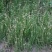 野牛草草种草坪种子固坡护土耐旱耐寒种子低价直发量大优惠