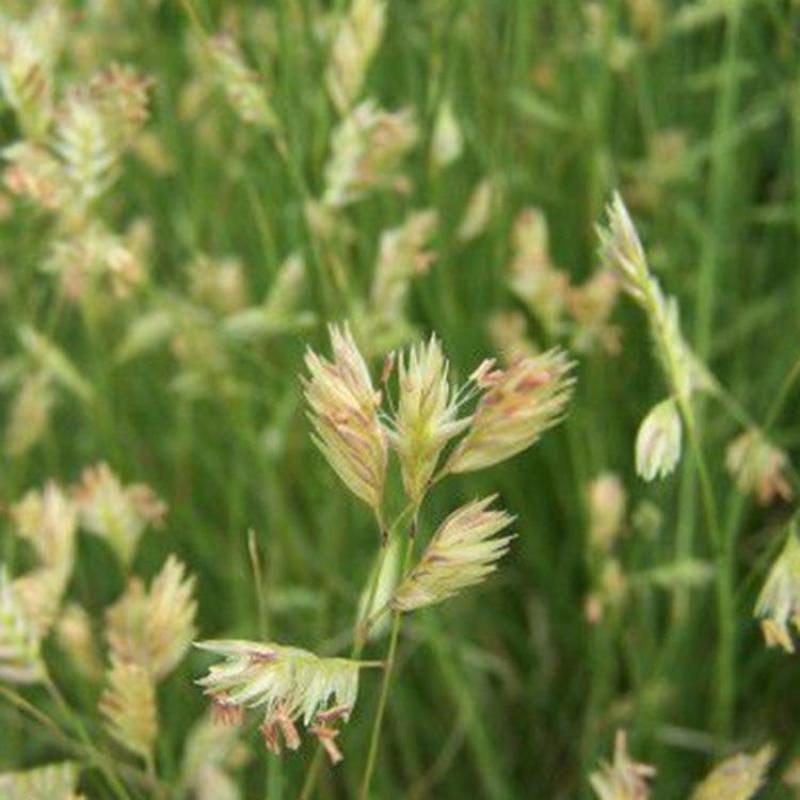 野牛草草种草坪种子固坡护土耐旱耐寒种子低价直发量大优惠