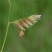 野牛草草种草坪种子固坡护土耐旱耐寒种子低价直发量大优惠