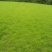 野牛草草种草坪种子固坡护土耐旱耐寒种子低价直发量大优惠