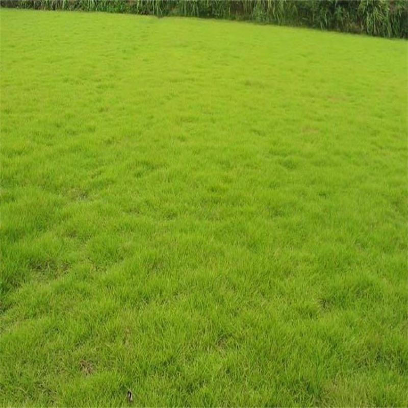 野牛草草种草坪种子固坡护土耐旱耐寒种子低价直发量大优惠