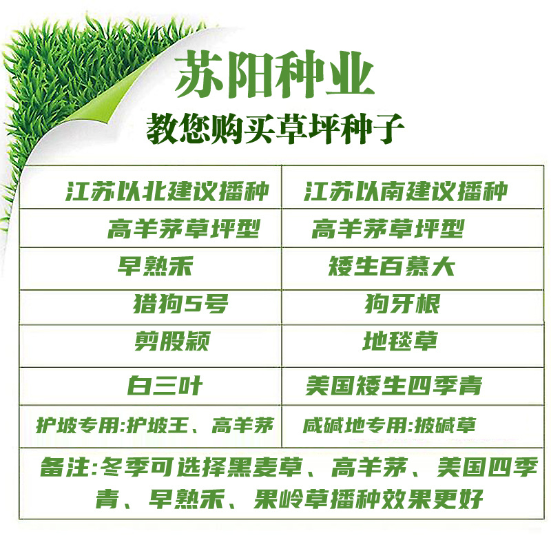 野牛草草种草坪种子固坡护土耐旱耐寒种子低价直发量大优惠