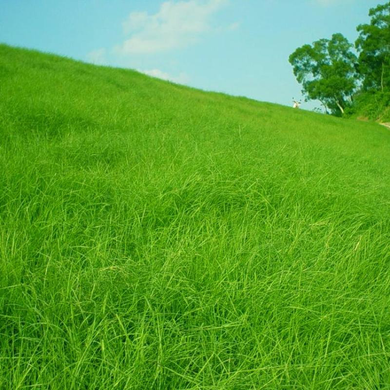 宽叶草种子宽叶雀稗百喜草多年生边坡绿化草子耐热护坡复绿草