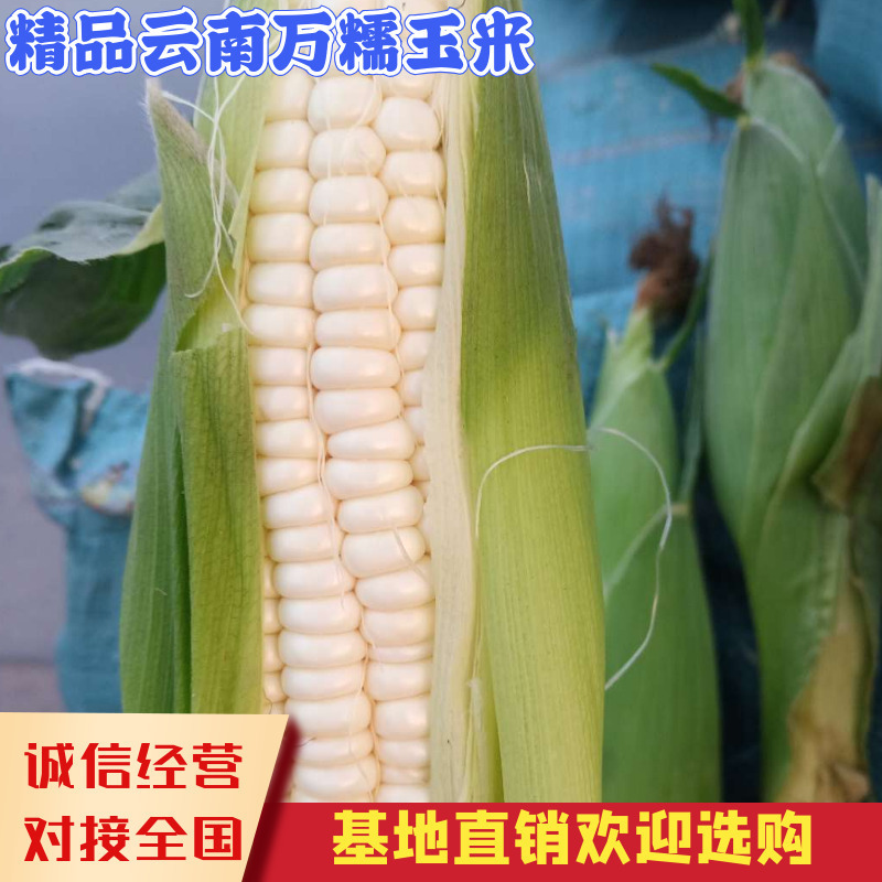 云南万糯玉米现货供应产地直供欢迎选购！