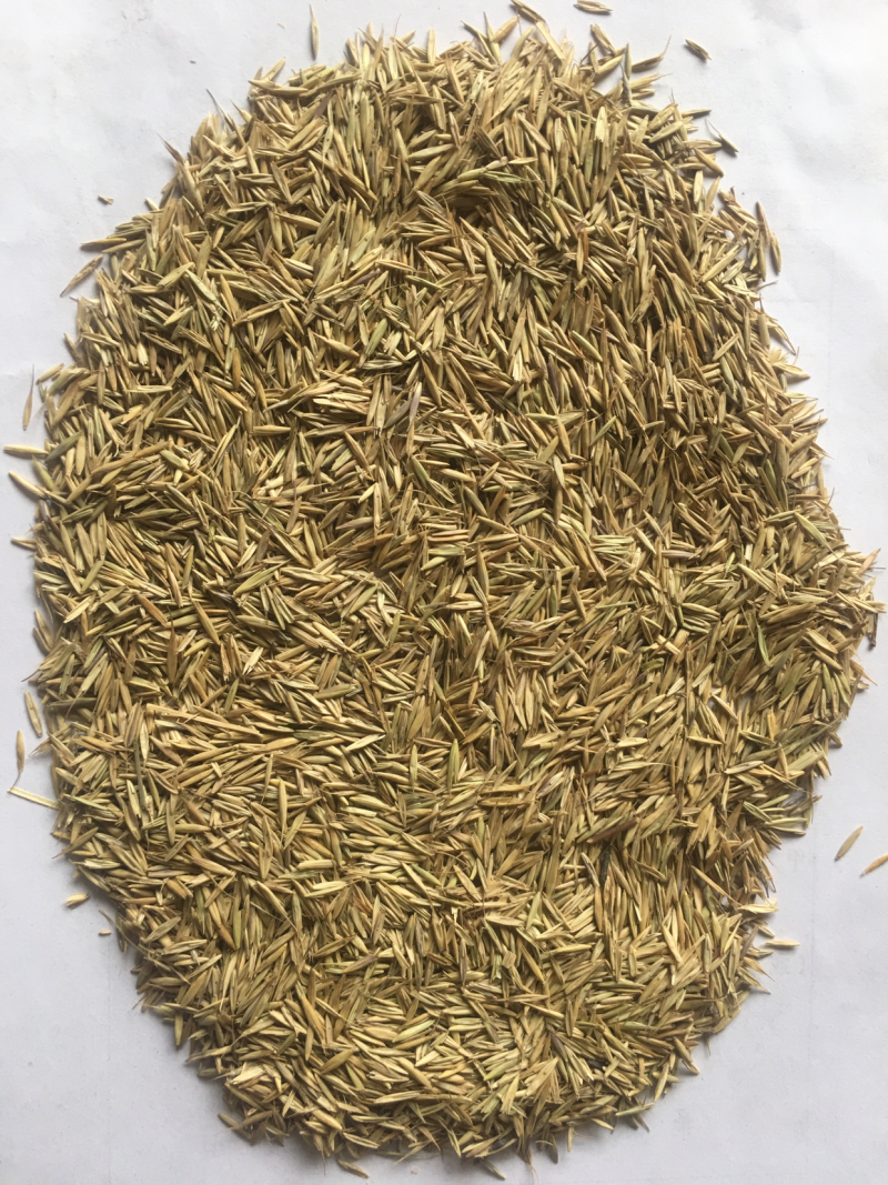 披碱草种子四季牧草耐寒耐旱耐碱草种抗风沙草种量大优惠