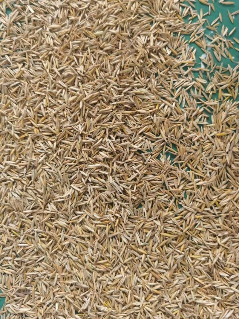 披碱草种子四季牧草耐寒耐旱耐碱草种抗风沙草种量大优惠
