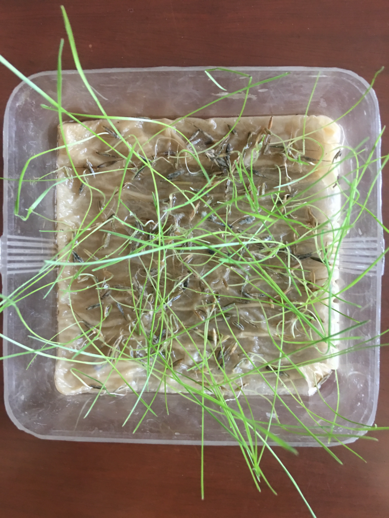 披碱草种子四季牧草耐寒耐旱耐碱草种抗风沙草种量大优惠