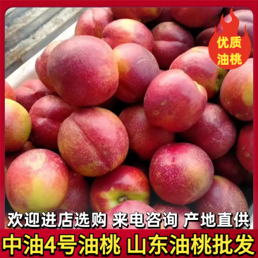 【油桃,中油油桃】大量供应,产地批发直销,全国物流发货