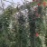 [牛商推荐]藤本月季产地直发可视频看货量大优惠