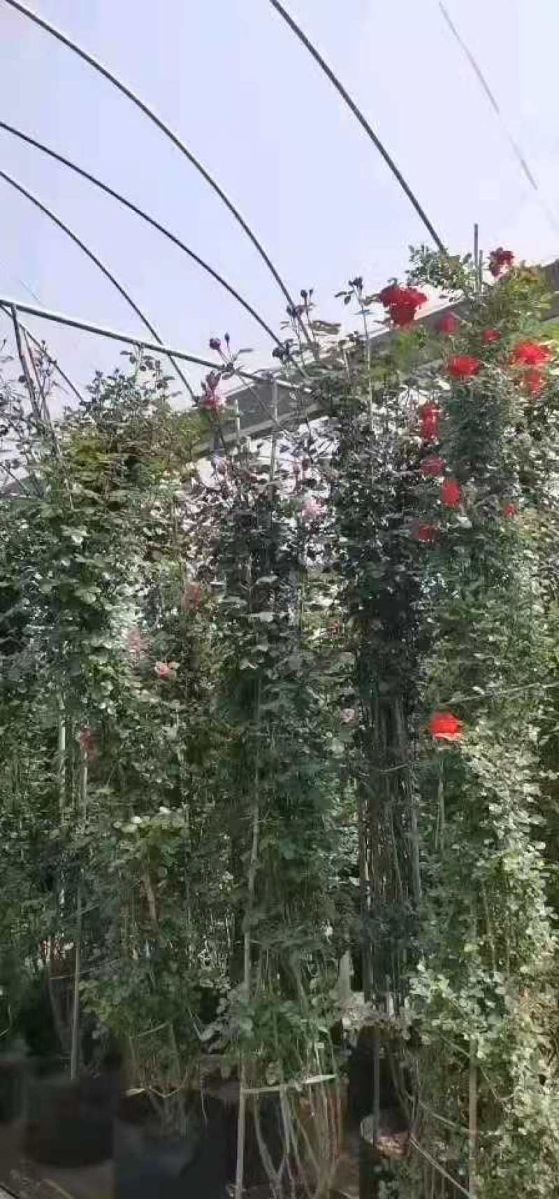 [牛商推荐]藤本月季产地直发可视频看货量大优惠