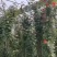 [牛商推荐]藤本月季产地直发可视频看货量大优惠