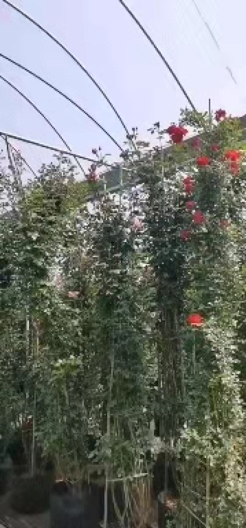 [牛商推荐]藤本月季产地直发可视频看货量大优惠