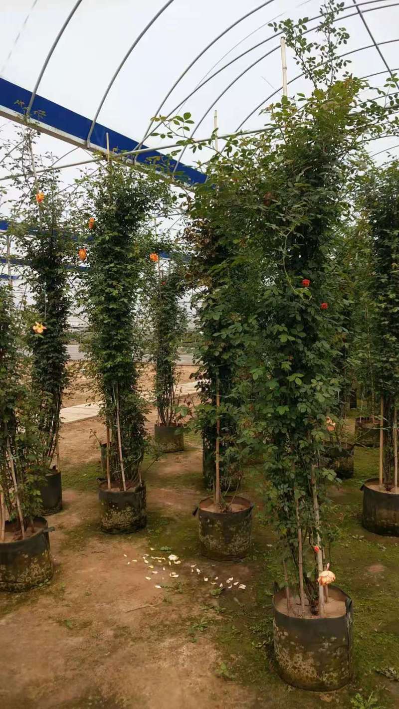 [牛商推荐]藤本月季产地直发可视频看货量大优惠