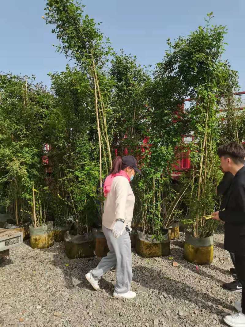 [牛商推荐]藤本月季产地直发可视频看货量大优惠