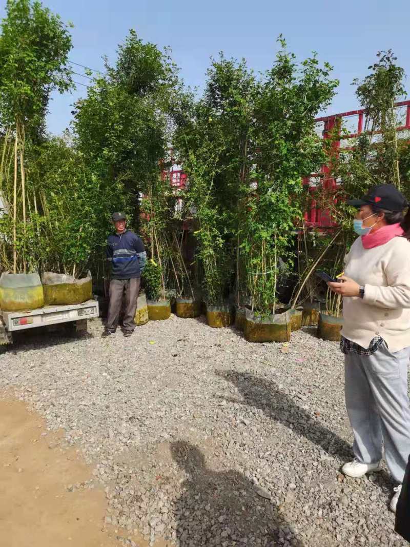 [牛商推荐]藤本月季产地直发可视频看货量大优惠