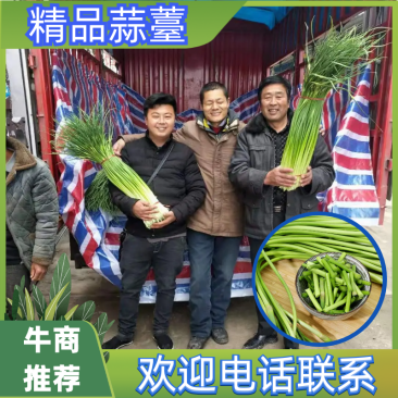 精品蒜薹蒜苔诚信代办产地直发欢迎致电
