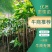 重庆重楼苗保质保量，量大从优，欢迎在线咨询