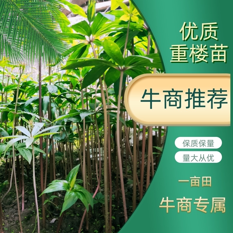重庆重楼苗保质保量，量大从优，欢迎在线咨询