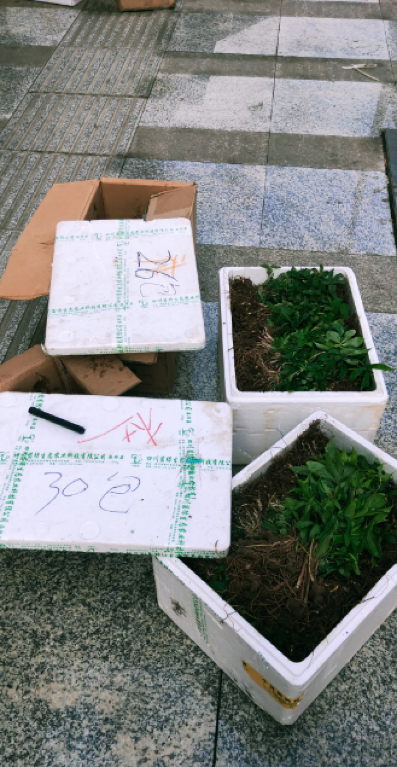 重楼苗四川重楼保质保量，量大从优，欢迎在线咨询