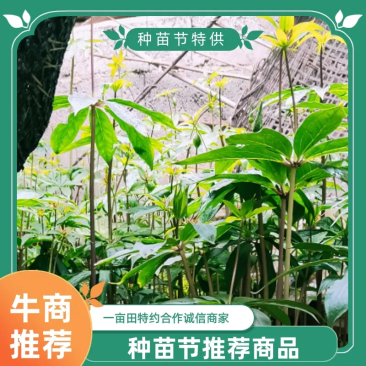重楼苗四川重楼保质保量，量大从优，欢迎在线咨询