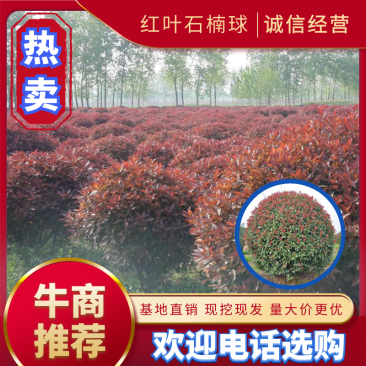 精品红叶石楠球，规格全，基地直供，标准化种植，保成活率