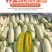 山东羊角蜜甜瓜5斤水果新鲜当季整箱包邮小密瓜香瓜蜜瓜羊角