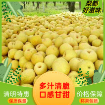 安徽梨砀山梨产地直发保质保量欢迎联系一件代发砀山酥梨